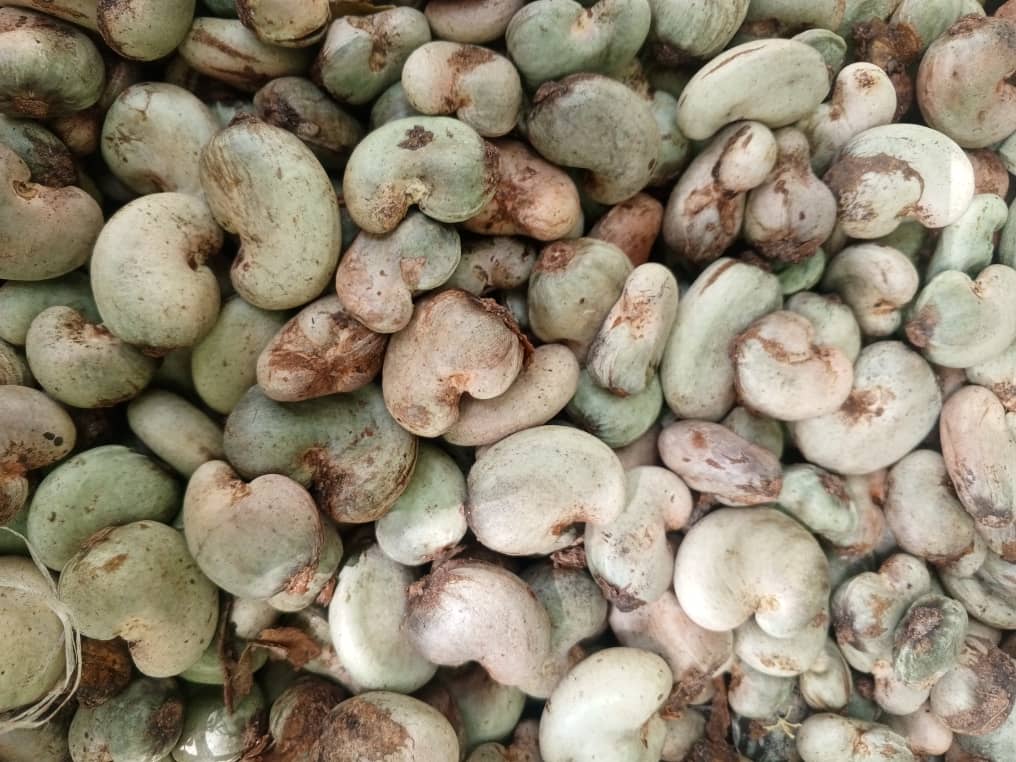cashew-nut